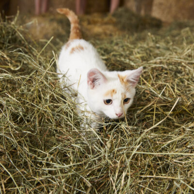 Katze MGN Ben Leitner