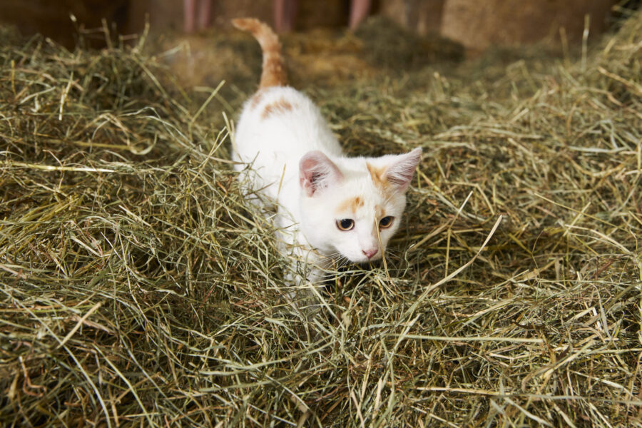 Katze MGN Ben Leitner
