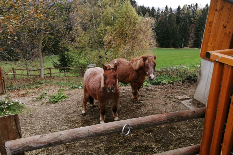 pony